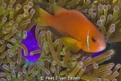 Clown fish and its home by Peet J Van Eeden 